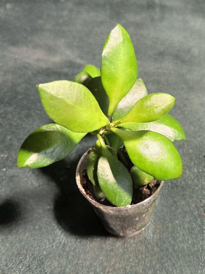 hoya heuschkeliana yellow