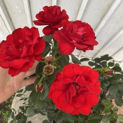 Rose Bush Plant, With Red Mini Roses In 5 Gallons Pot Pick Up Only