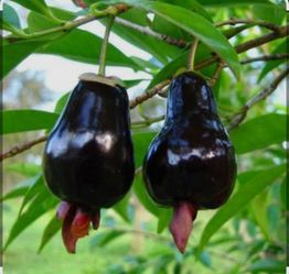 Cherry of the Rio Grande/ fruit tree