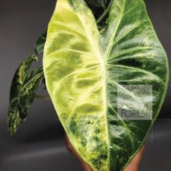 Alocasia Pink Dragon Aurea