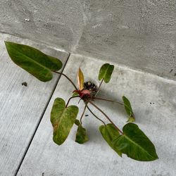 Philodendron Painted Lady 4” Live Plant
