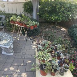 ‼️‼️‼️PLANTS SALE OVER 50 PLANTS‼️‼️‼️