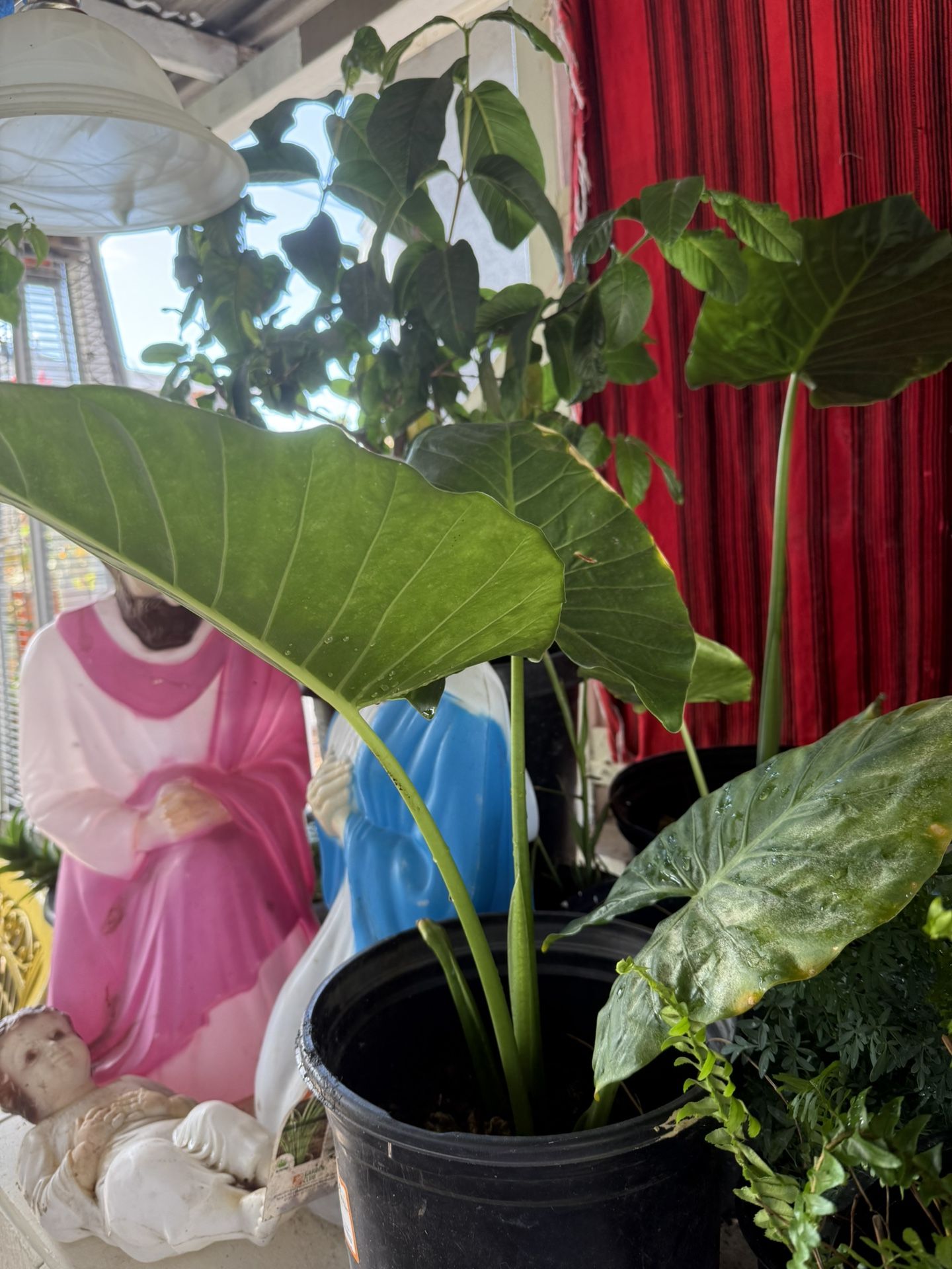 plantas de oreja de elefante en vallejo
