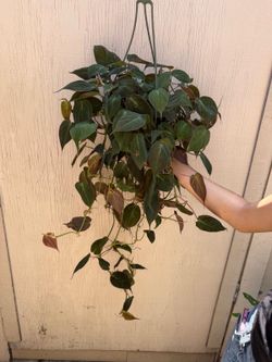 8” micans philodendron