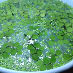 Aquarium Floating Plants