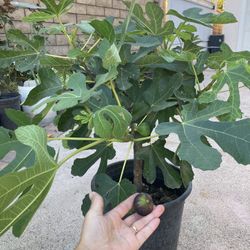 Fig Tree