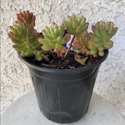 1 Gallon Pot Succulent Plant - Sedum Rubrotinctum - Sedum Aurora Pink Jelly Bean - Rooted & Established - Drought Resistant - 🪴