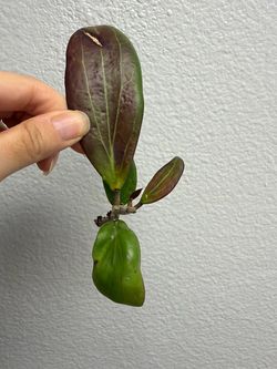 Hoya bhutanica
