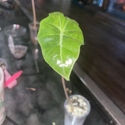 Pink Pseudo Sanderiana