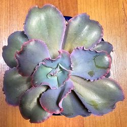 Potted Echeveria Dick Pink