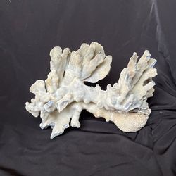 Large Blue Coral