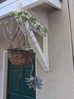Hanging Succulent Plant