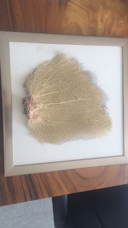 Sea Fan For Sale