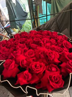 Red Roses