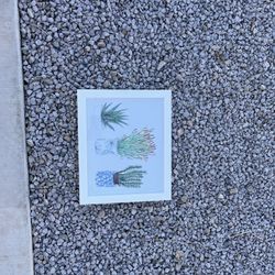 Succulent Wall Decor