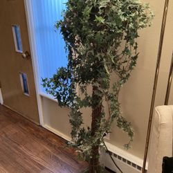 Beautiful topiary ivy tree