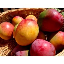 Haden Mango Grafted Trees 3gal Arboles De Mango Injertados Haden 