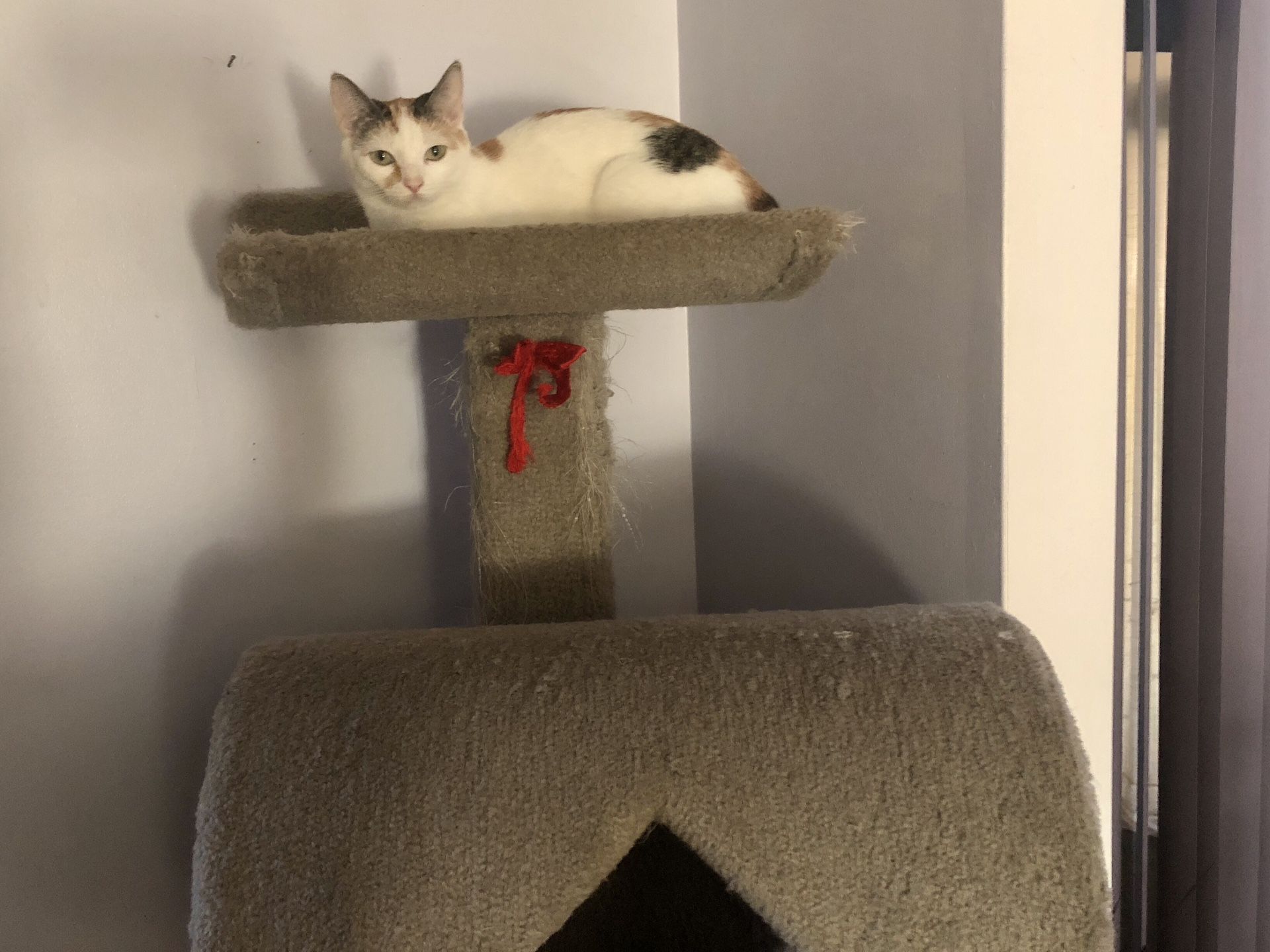 Cat tree & Supplies