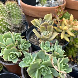 Succulents 