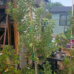 24 Gallon Apple Tree
