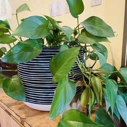 Green plant — $25