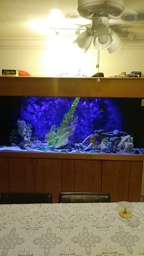 250 gallons Aquarium Fish Tank salt water for Sale in Boca Raton, FL OfferUp