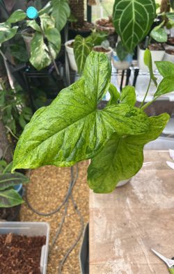 Syngonium Mojito FOR SALE