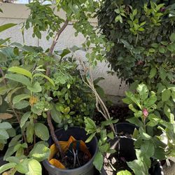 The high-quality jujube saplings are about 6 feet tall and have already blossomed. They are expected to bear fruit this year.