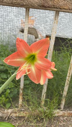 Southern Star Amaryllis 