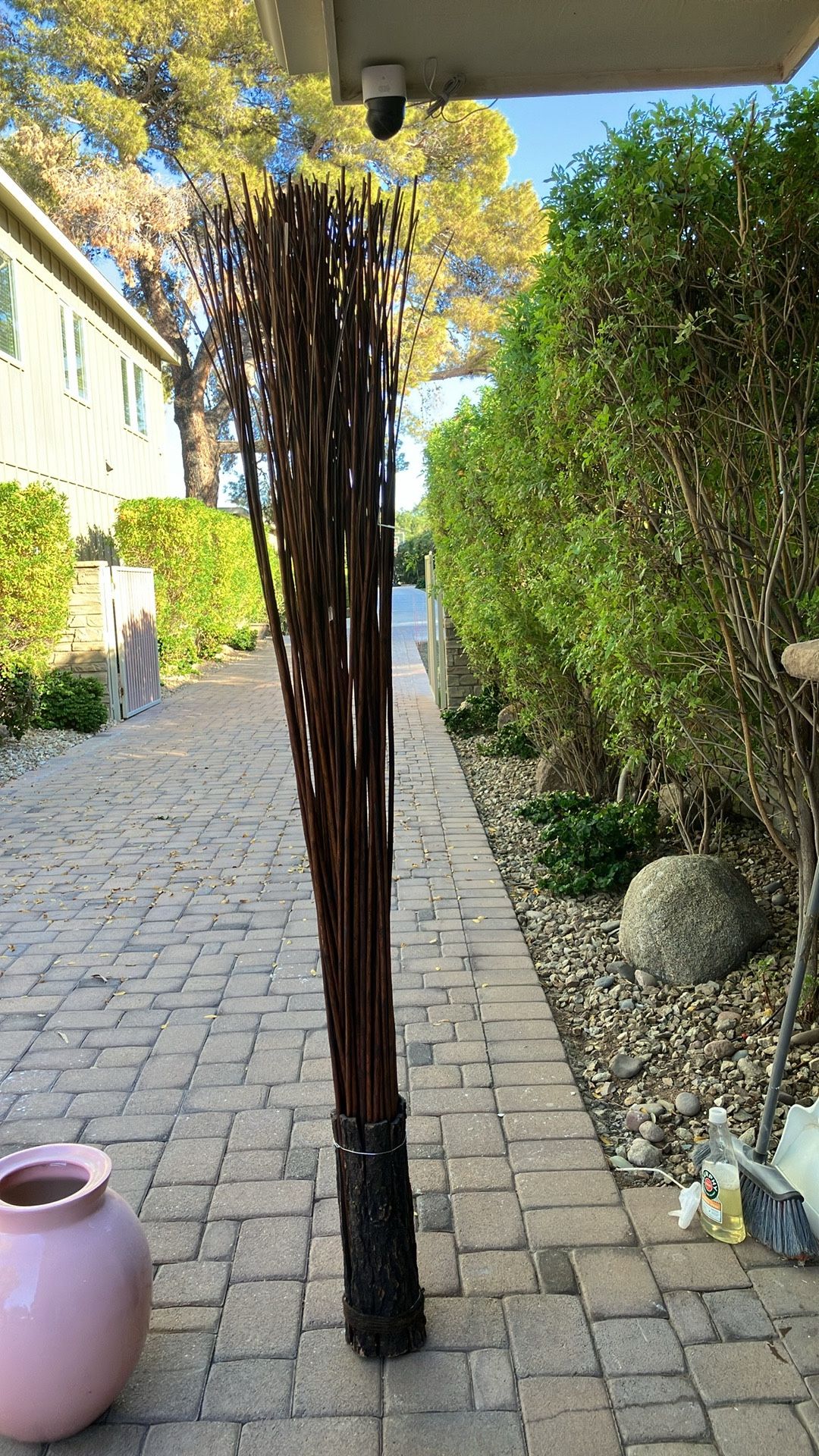 Dried Bamboo Stick Plants