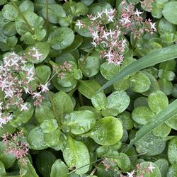 Very Large Crassula multicava Succulent Bush 