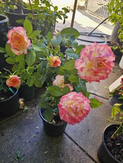 Rose Pot