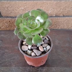 Aeonium Succulent – Vibrant, Protective, Feng Shui Friendly  