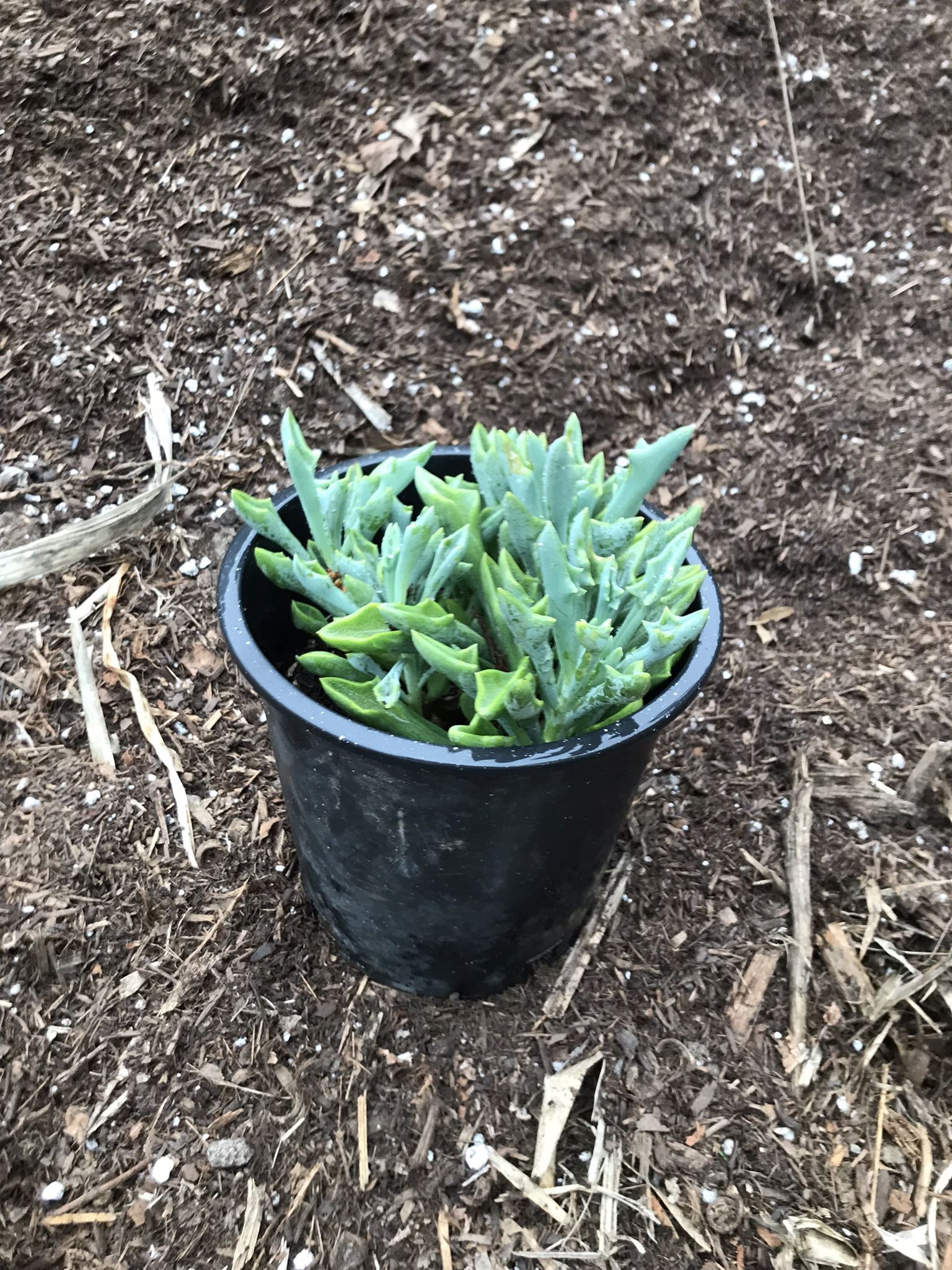 Senecurio Spearhead 1 gal. Succulent Plant
