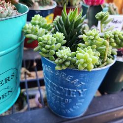 PLANT FOR SALE. SUCCULENTS FOR SALE THIS WEEK AND SATURDAY IN SAN LORENZO