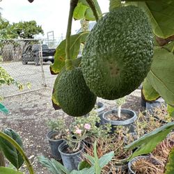 Hass Avocado Tree