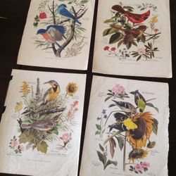 Set of Four Vintage Arthur Singer Bird Prints, 1958