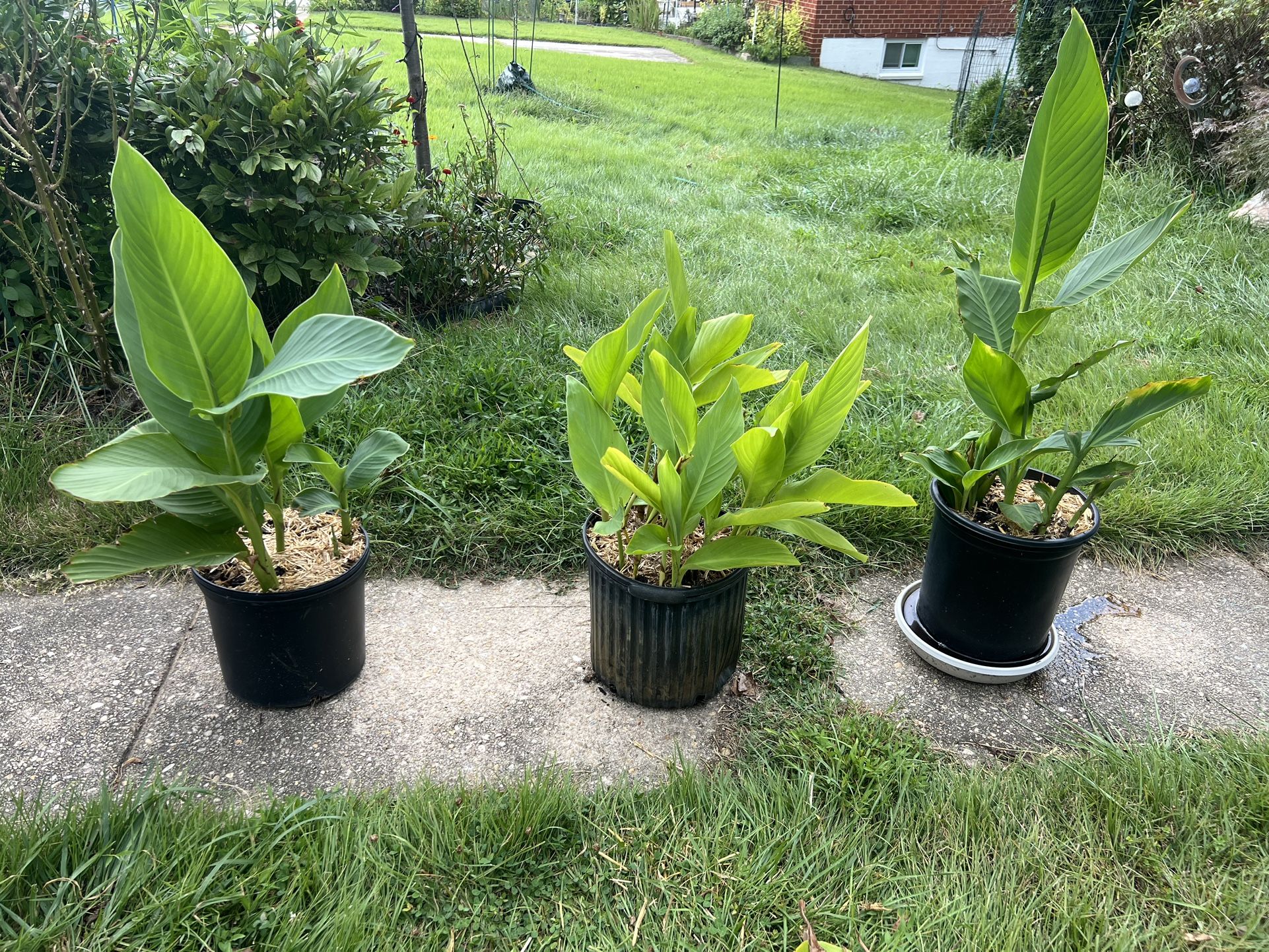 Potted Red Canna $5 Ea