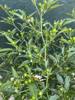 Chiltepin Peppers Plant, In 5 Gallóns Pot Same Plant On The Post Pick Up Only