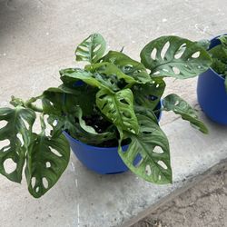 Plants For Sale 15 Each 