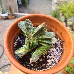 Variagated Gasteria Plant 