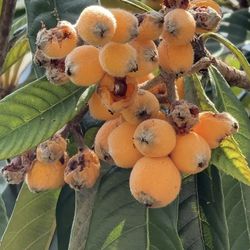 Arbolitos de misperos de 1 y 2 pie de alto a $5 cada uno