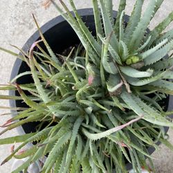Aloe