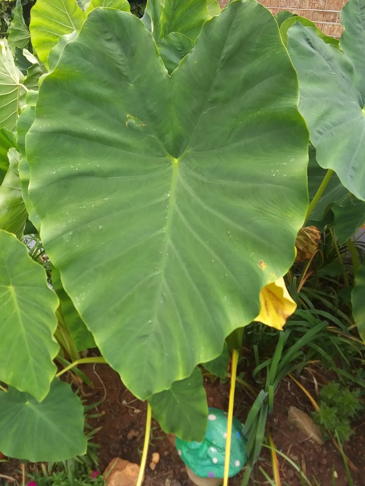 Elephant Ears