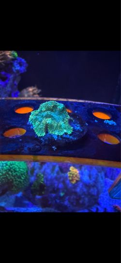 Fake saltwater coral decor