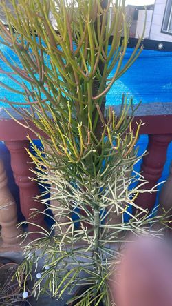 6 1/2 feet tall Large Euphorbia Tirucalli Pencil Cactus Plant