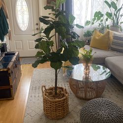 Fig Tree Artificial