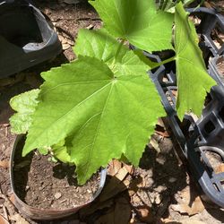 Confederate Rose Plant 