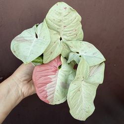 4” Syngonium confetti