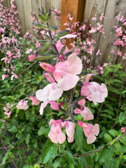 🌸 Salvia ‘Stormy Pink’ – Large, Full 2-Gallon Pot – $30 Each 🌸